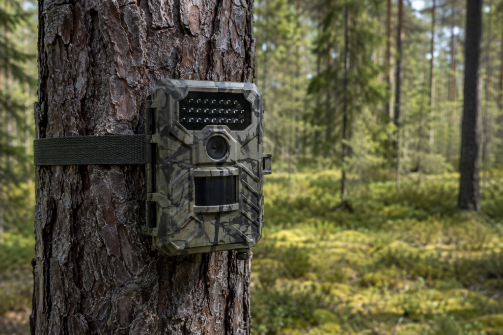 Riistakamera puun kyljessä loppukesän männikössä