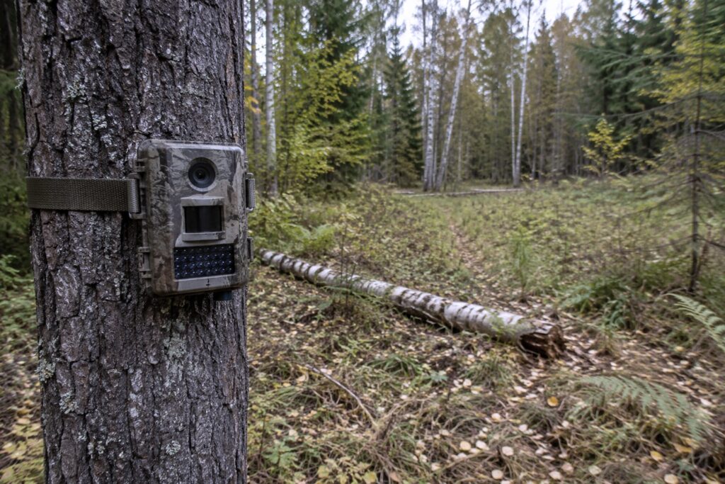 Riistakamera puunrungossa alkusyksyisen metsäaukion laidalla