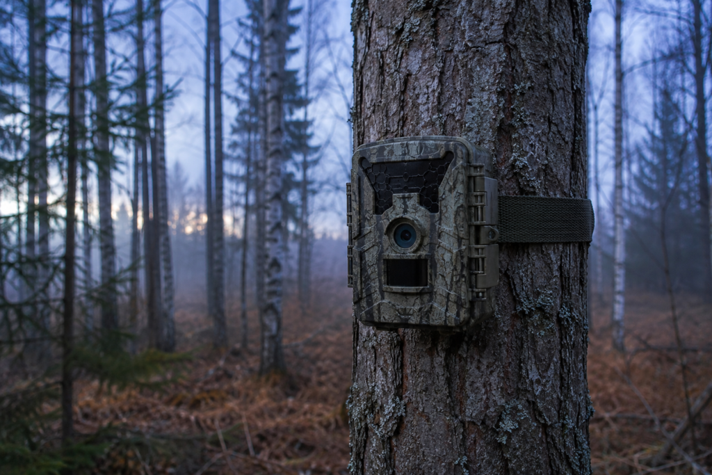 Riistakamera hihnalla puunrungossa hämärässä syysmetsässä