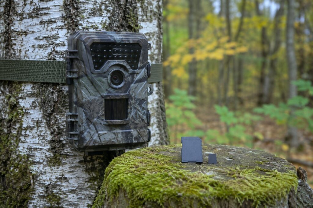 Riistakamera puunrungossa ja sen vieressä kannon päällä SD- ja microSD-muistikortti